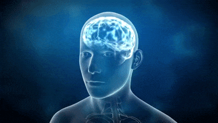 Deciphering salaisuudet aivojen: ota tämä anatomia ja fysiologia tietokilpailu testata tietosi!