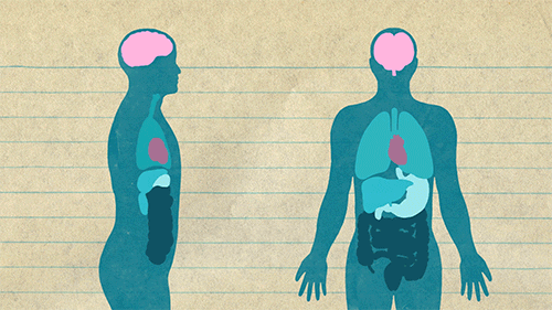 Sydämen Anatomian ja Fysiologian Kysely: Kuinka hyvin tunnet kehosi mo