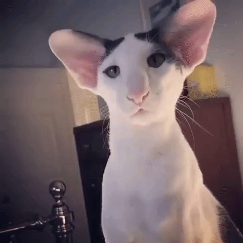 Kysely Oriental Shorthairista: Kuinka paljon tiedät tästä kissarodusta?