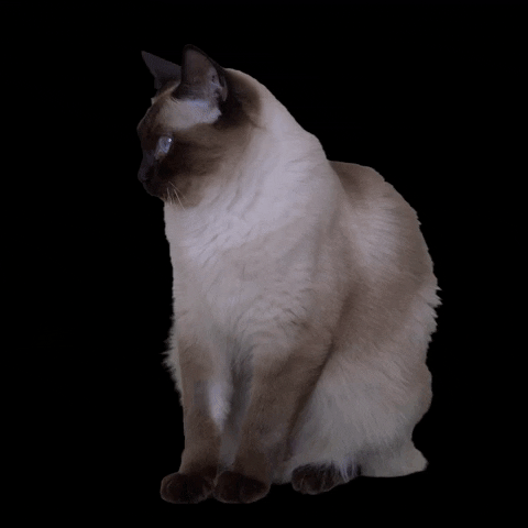 Tonkineesien tietovisa: Kuinka paljon tiedät tästä kissarodusta?