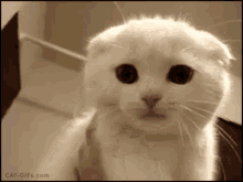 Quiz Scottish Foldista: Kuinka paljon tiedät tästä kissarodusta?