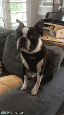 Boston Terrier -tietovisa: Kuinka paljon tiedät tästä rodusta?