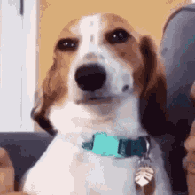 Tietovisa: Kuinka paljon tiedät Beaglesta? Selvitä nyt!