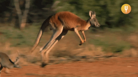 Kysely kenguruista: Kuinka paljon tiedät näistä hyppivistä eläimistä?