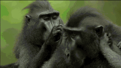 Apina-Quiz: Kuinka paljon tiedät näistä älykkäistä eläimistä?
