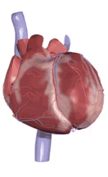 Testaa tietosi sydän- ja verisuonijärjestelmästä!